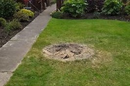 Gardening  Nottingham Tree and Hedge Work 5