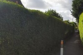 Gardening  Nottingham Tree and Hedge Work 7